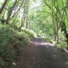 Woodland walk. Pic: G. Lehane, Grange Frankfield Partnership.