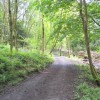 Woodland walk. Pic: G. Lehane, Grange Frankfield Partnership.