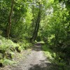 Woodland walk. Pic: G. Lehane, Grange Frankfield Partnership.